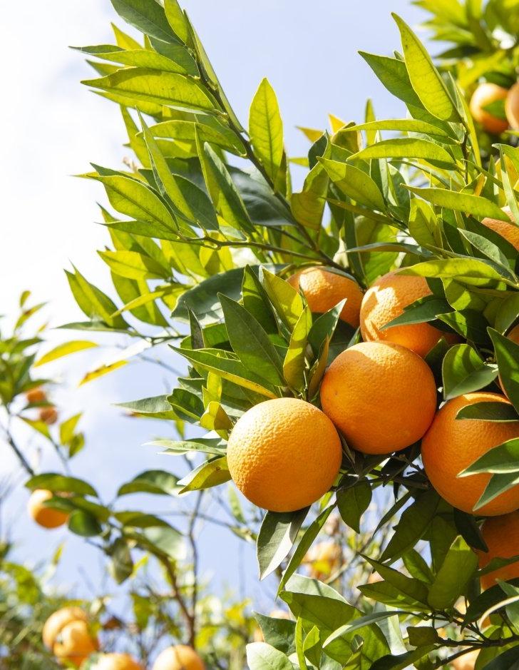 orange field