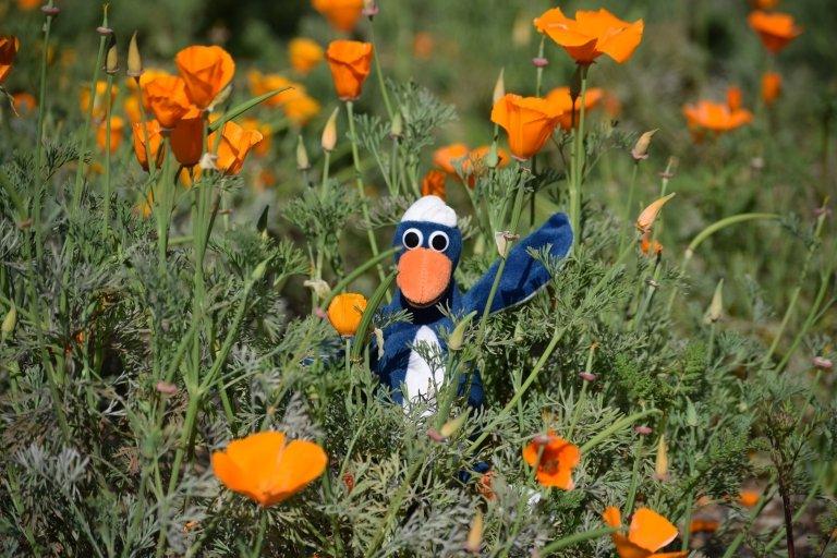 Cecil in flowers